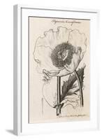 Opium Poppy Papaver Somniferum-null-Framed Art Print