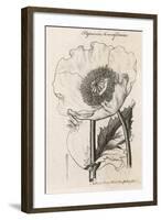 Opium Poppy Papaver Somniferum-null-Framed Art Print