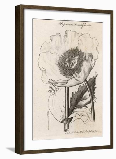 Opium Poppy Papaver Somniferum-null-Framed Art Print