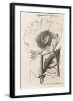 Opium Poppy Papaver Somniferum-null-Framed Art Print