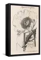 Opium Poppy Papaver Somniferum-null-Framed Stretched Canvas