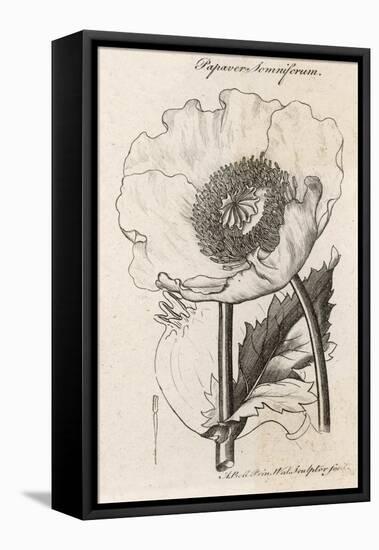 Opium Poppy Papaver Somniferum-null-Framed Stretched Canvas