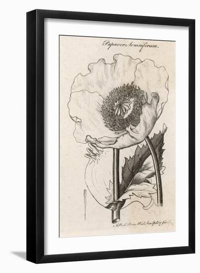 Opium Poppy Papaver Somniferum-null-Framed Art Print