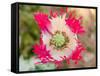 Opium Poppy, Thailand-Kristin Piljay-Framed Stretched Canvas