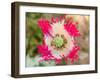 Opium Poppy, Thailand-Kristin Piljay-Framed Photographic Print