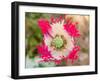 Opium Poppy, Thailand-Kristin Piljay-Framed Photographic Print