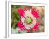 Opium Poppy, Thailand-Kristin Piljay-Framed Photographic Print