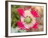 Opium Poppy, Thailand-Kristin Piljay-Framed Photographic Print