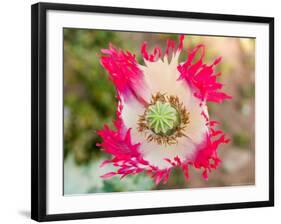 Opium Poppy, Thailand-Kristin Piljay-Framed Photographic Print