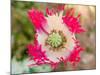 Opium Poppy, Thailand-Kristin Piljay-Mounted Photographic Print