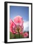 Opium Poppy-null-Framed Photographic Print