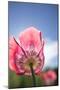 Opium Poppy-null-Mounted Photographic Print