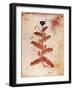 Opium Poppy-Science Source-Framed Giclee Print