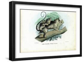 Opossum, 1863-79-Raimundo Petraroja-Framed Giclee Print