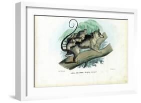 Opossum, 1863-79-Raimundo Petraroja-Framed Giclee Print