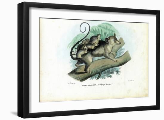 Opossum, 1863-79-Raimundo Petraroja-Framed Premium Giclee Print