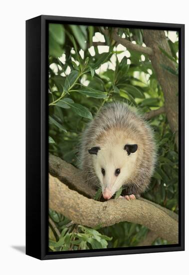 Opossum in Tree-DLILLC-Framed Stretched Canvas