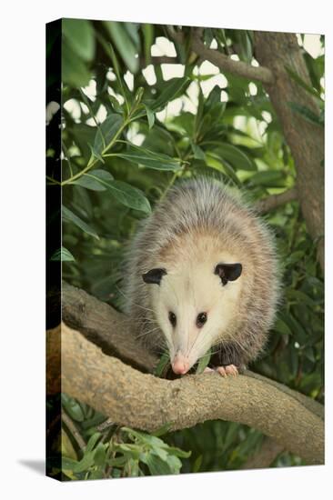 Opossum in Tree-DLILLC-Stretched Canvas