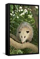 Opossum in Tree-DLILLC-Framed Stretched Canvas