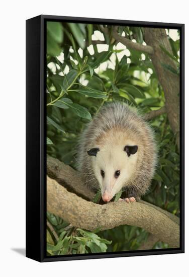 Opossum in Tree-DLILLC-Framed Stretched Canvas