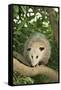 Opossum in Tree-DLILLC-Framed Stretched Canvas