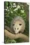 Opossum in Tree-DLILLC-Stretched Canvas