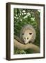 Opossum in Tree-DLILLC-Framed Premium Photographic Print