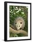 Opossum in Tree-DLILLC-Framed Premium Photographic Print