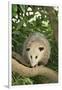 Opossum in Tree-DLILLC-Framed Premium Photographic Print