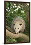 Opossum in Tree-DLILLC-Framed Premium Photographic Print