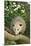 Opossum in Tree-DLILLC-Mounted Premium Photographic Print