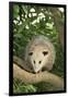 Opossum in Tree-DLILLC-Framed Premium Photographic Print