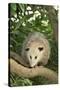 Opossum in Tree-DLILLC-Stretched Canvas