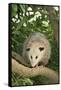 Opossum in Tree-DLILLC-Framed Stretched Canvas