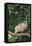 Opossum in Tree-DLILLC-Framed Stretched Canvas