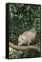 Opossum in Tree-DLILLC-Framed Stretched Canvas