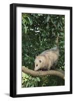 Opossum in Tree-DLILLC-Framed Premium Photographic Print