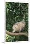 Opossum in Tree-DLILLC-Framed Premium Photographic Print