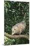 Opossum in Tree-DLILLC-Mounted Premium Photographic Print