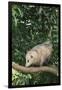 Opossum in Tree-DLILLC-Framed Premium Photographic Print