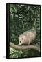 Opossum in Tree-DLILLC-Framed Stretched Canvas