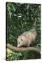 Opossum in Tree-DLILLC-Stretched Canvas