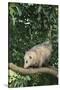 Opossum in Tree-DLILLC-Stretched Canvas