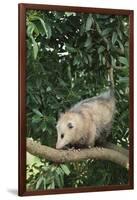 Opossum in Tree-DLILLC-Framed Photographic Print