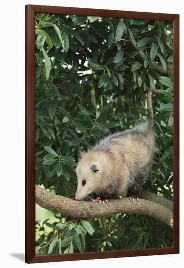 Opossum in Tree-DLILLC-Framed Photographic Print