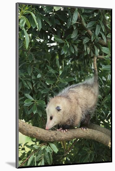 Opossum in Tree-DLILLC-Mounted Photographic Print