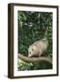 Opossum in Tree-DLILLC-Framed Photographic Print