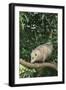 Opossum in Tree-DLILLC-Framed Photographic Print