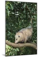 Opossum in Tree-DLILLC-Mounted Photographic Print