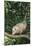 Opossum in Tree-DLILLC-Mounted Photographic Print